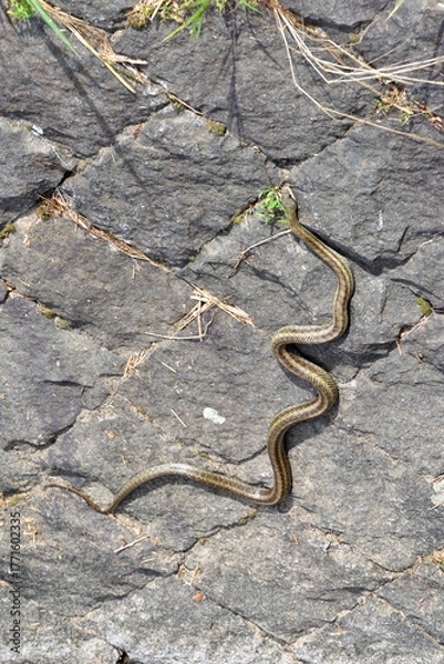 Obraz 鴨川の縞蛇