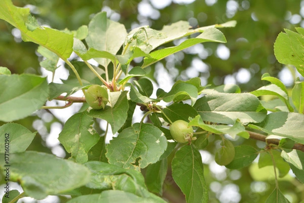 Obraz 建仁寺の梔子の実