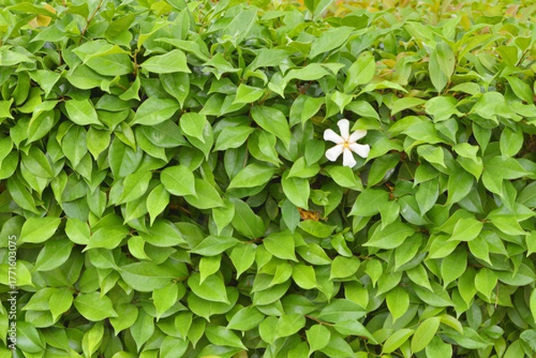 Obraz 建仁寺の梔子の花