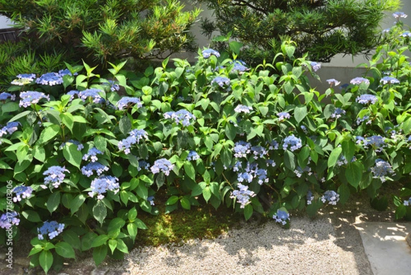 Obraz 霊源院の甘茶