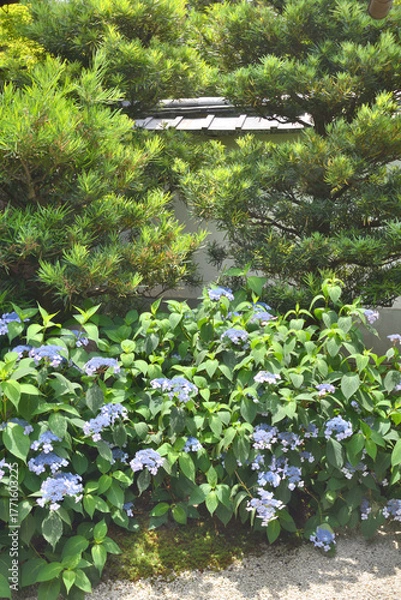 Obraz 霊源院の甘茶