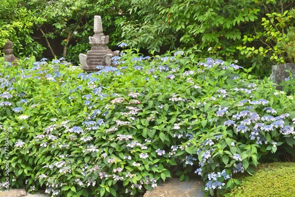 Obraz 霊源院の甘茶