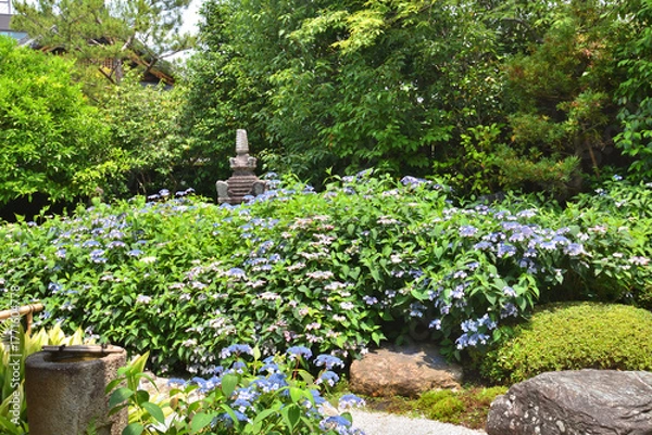 Obraz 霊源院の甘茶