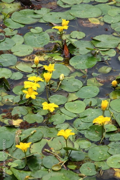Fototapeta 黄色いアサザの花