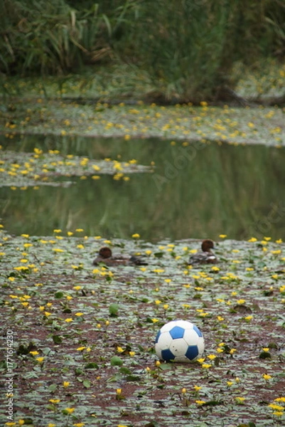 Fototapeta サッカーボールが浮いている黄色いアサザが咲く池