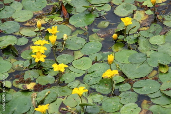 Fototapeta 黄色いアサザの花