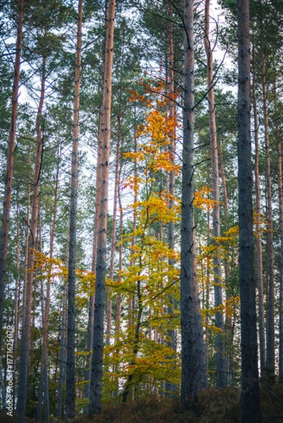 Obraz Tranquil Pine Forest in Autumn Light