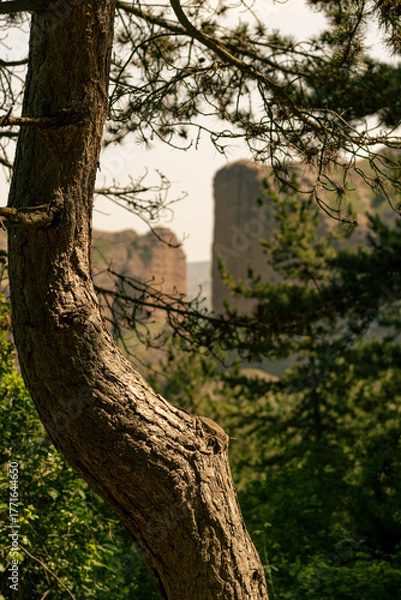 Obraz Beautiful view of the valley from the forest in summer