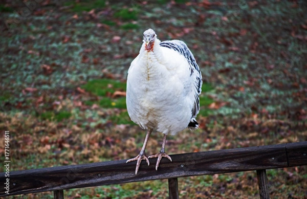 Fototapeta A domestic female hen turkey stands at attention on the wooden rail of an outdoor stairway on a fall day in Missouri. Bokeh.