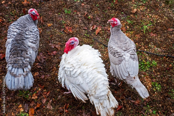 Fototapeta Top down look at three male turkeys on an autumn day in southwest Missouri. Bokeh.