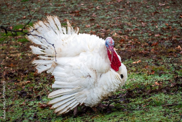 Fototapeta Even with frazzled feathers a strutting white tom turkey is colorful and impressive. Bokeh.