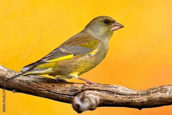 Obraz Grünfink im Herbst