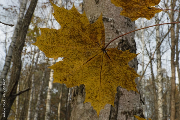 Fototapeta Golden Maple Leaf Clinging to a Tree in Autumn Forest