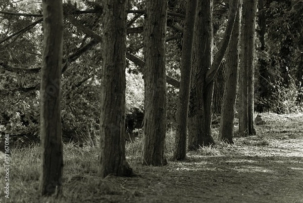 Fototapeta Rangée d'arbres .