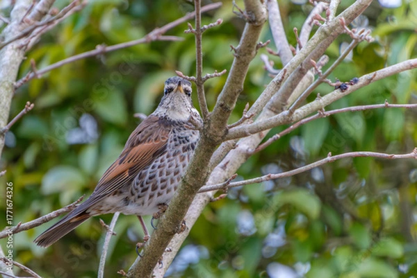 Obraz 木の枝にとまるツグミのポートレート