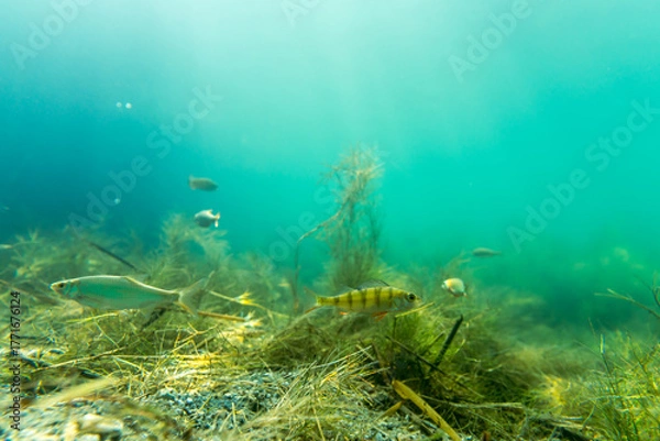 Fototapeta Ein Flussbarsch in einem See