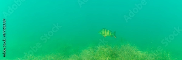 Fototapeta Ein Flussbarsch in einem See