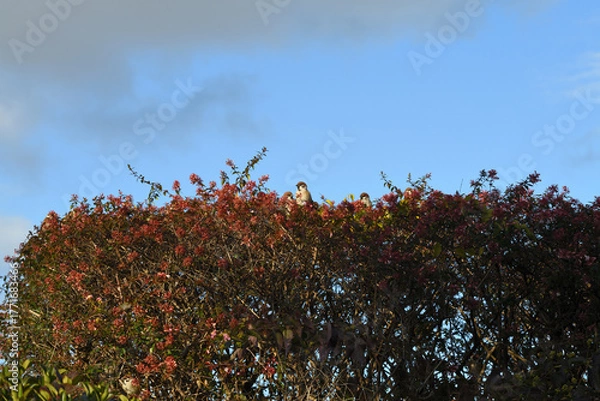 Fototapeta 冬のスズメ