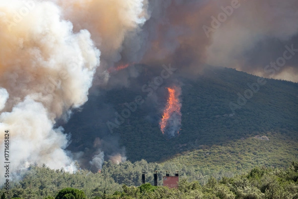 Fototapeta A large wildfire burns through a forest near residential buildings, sending thick smoke into the sky during extreme summer heat.
