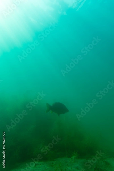 Fototapeta Ein Karpfen tief in einem See