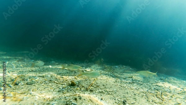 Fototapeta Rotauge in einem klaren See