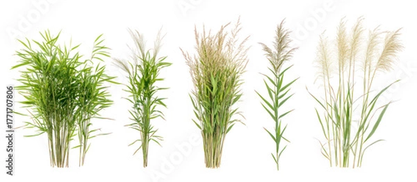 Obraz Sets of barley plants millet plants and corn plants side by side on transparent background