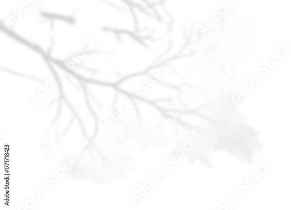 Obraz Dynamic Bare Tree Branch Shadow Overlay