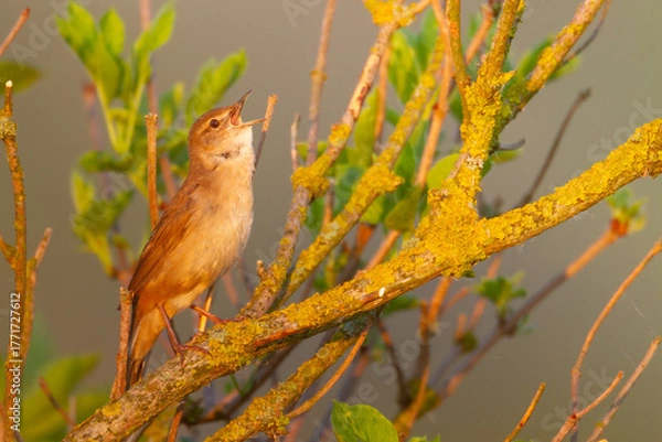 Obraz Bird Savi's warbler singing on a reed stalk. Song bird in the nature habitat. Locustella luscinioides spring time sunset in the morning Poland Europe