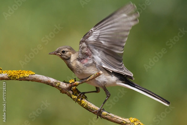 Obraz Bird juvenile White wagtail Motacilla alba small bird with long tail on light blurred background, Poland Europe