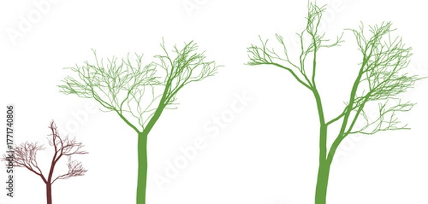 Obraz Three trees showing growth stages from sapling to maturity mature seedling