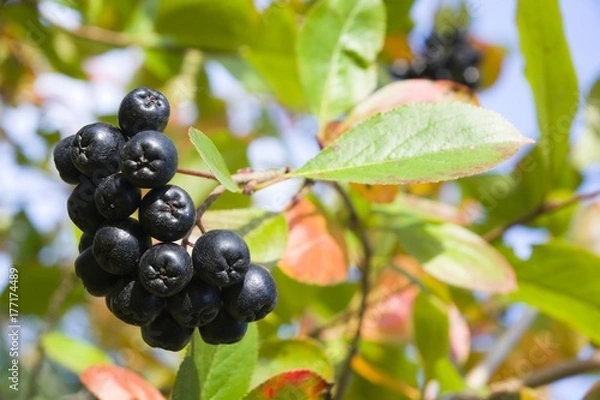 Fototapeta Selective focus on ripe aronia berries on a bush in autumn colors