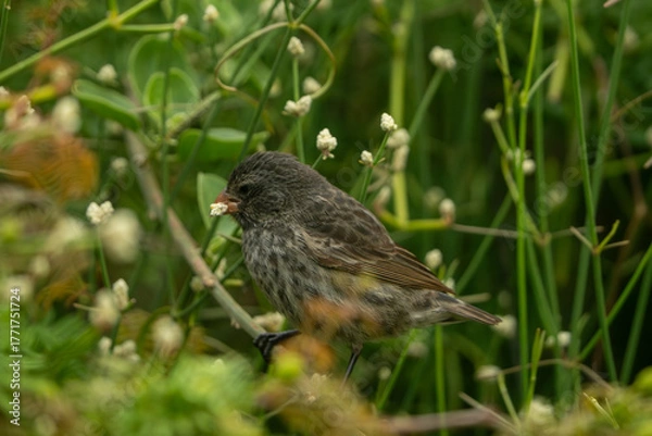 Fototapeta Galapagos finch
