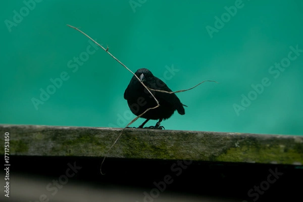Obraz Galapagos finch