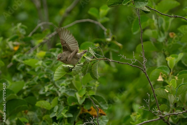 Obraz Galapagos finch