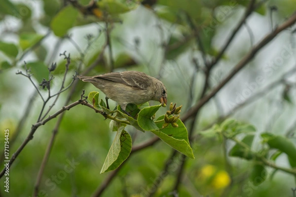 Obraz Galapagos finch