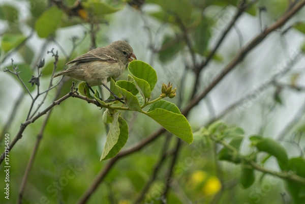 Obraz Galapagos finch