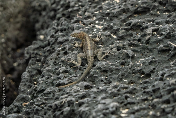 Obraz galapagos lava lizard,