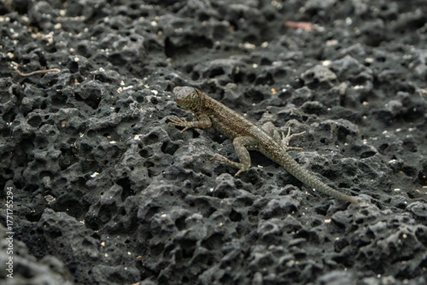 Obraz galapagos lava lizard