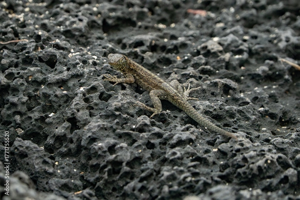 Obraz galapagos lava lizard, 