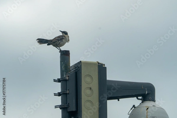 Obraz Galapagos Mockingbird