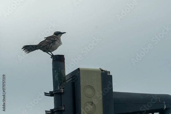 Obraz Galapagos Mockingbird