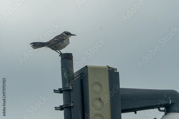 Obraz Galapagos Mockingbird
