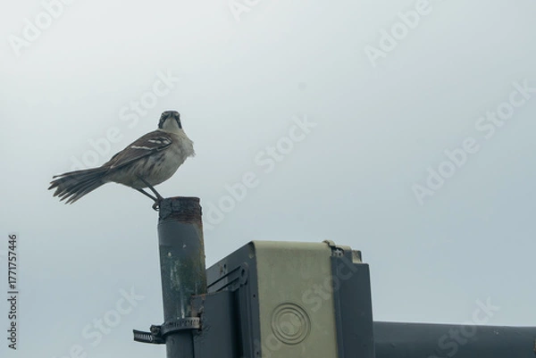 Obraz Galapagos Mockingbird