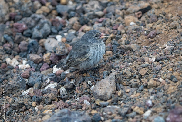 Obraz Galapagos finch