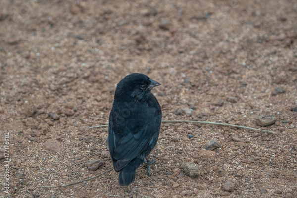 Obraz Galapagos finch