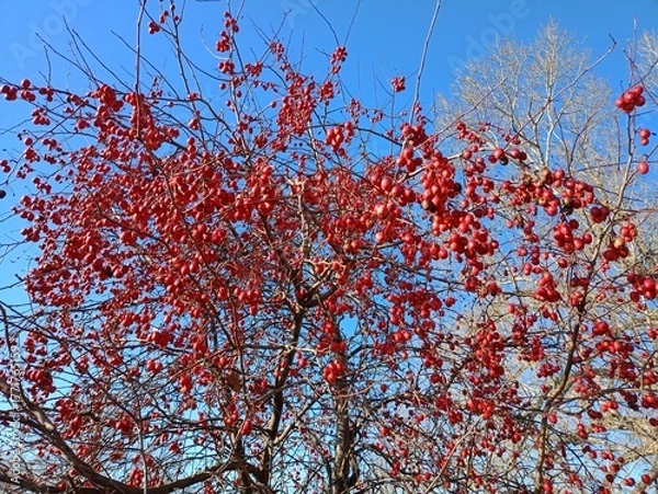 Obraz red maple tree