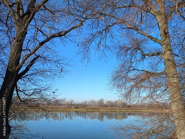 Obraz trees in the snow