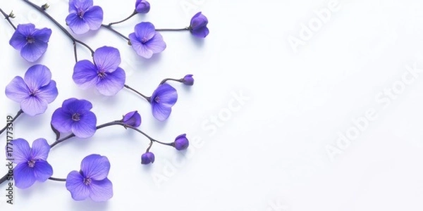 Obraz lilac flowers on white background
