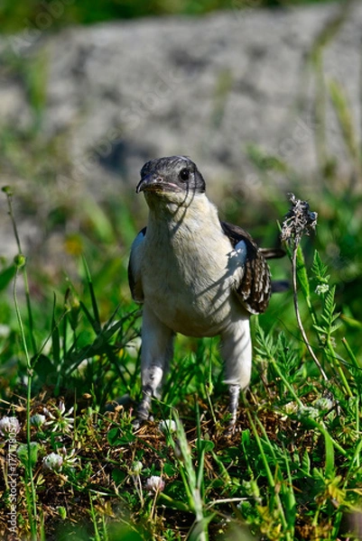 Fototapeta Great spotted cuckoo // Häherkuckuck (Clamator glandarius) 