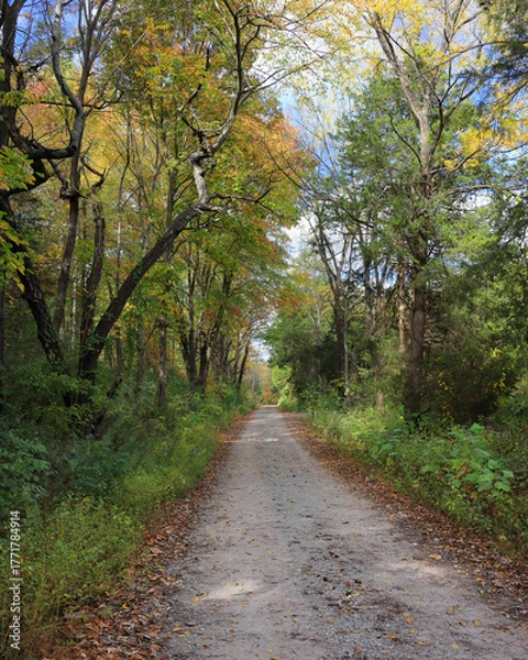 Fototapeta Forest road surrounded by trees with vibrant yellow and orange leaves on an early autumn day